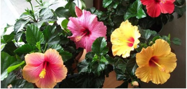 hibiscus bloem