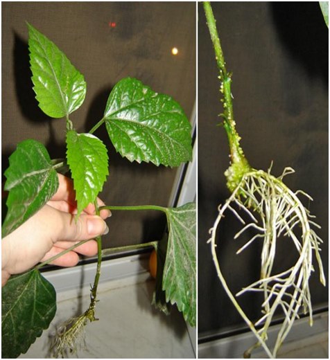 wortels van hibiscus