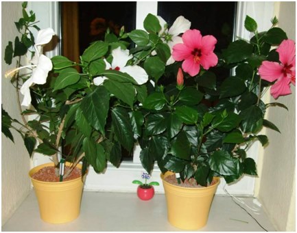 hibiscus op de vensterbank