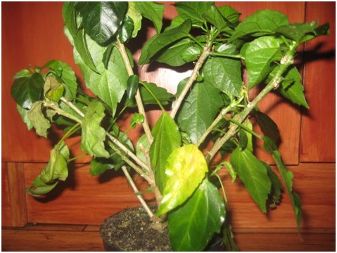 hibiscus wordt geel