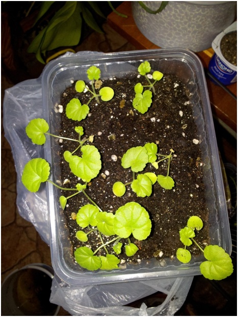 Algemene informatie over pelargonium. Aanbevelingen voor reproductie en verzorging
