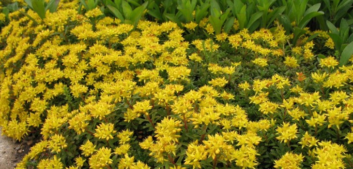 Reinigend, sedum, haasgras! Teelt van vetplanten in het bloembed en op de vensterbank