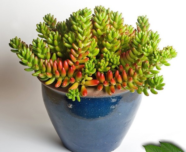 Reinigend, sedum, haasgras! Teelt van vetplanten in het bloembed en op de vensterbank