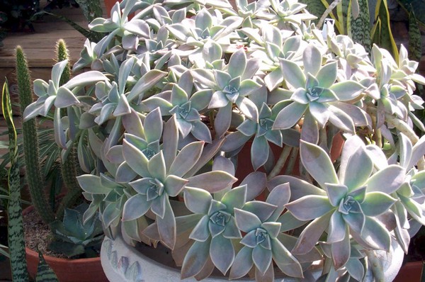 Reinigend, sedum, haasgras! Teelt van vetplanten in het bloembed en op de vensterbank