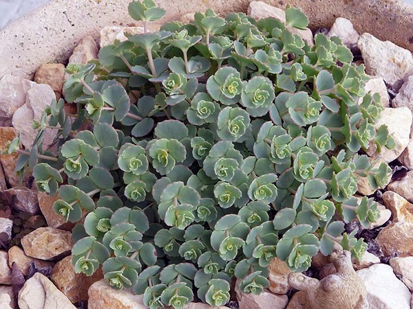 Reinigend, sedum, haasgras! Teelt van vetplanten in het bloembed en op de vensterbank