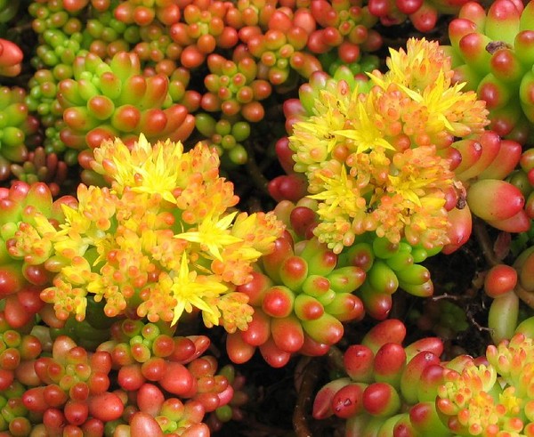 Reinigend, sedum, haasgras! Teelt van vetplanten in het bloembed en op de vensterbank