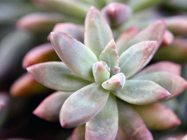 Reinigend, sedum, haasgras! Teelt van vetplanten in het bloembed en op de vensterbank