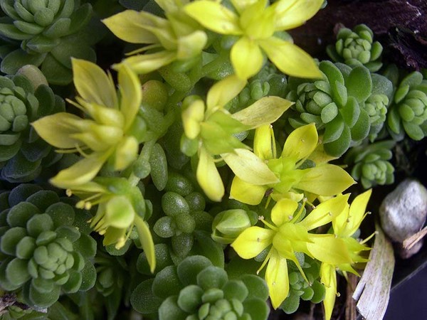 Reinigend, sedum, haasgras! Teelt van vetplanten in het bloembed en op de vensterbank