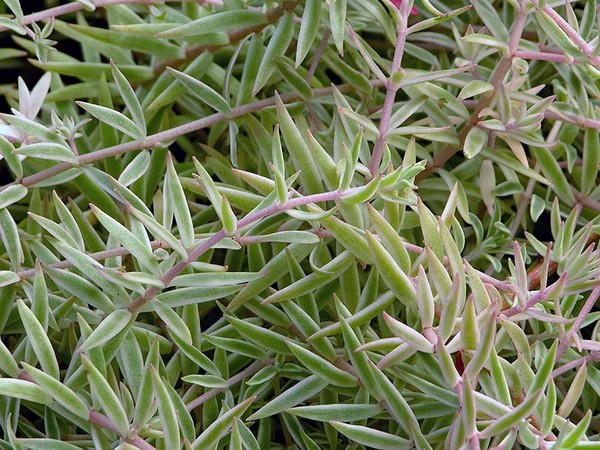 Reinigend, sedum, haasgras! Teelt van vetplanten in het bloembed en op de vensterbank