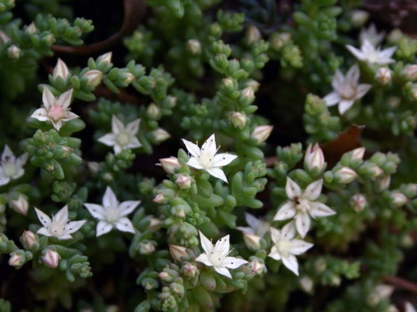 Reinigend, sedum, haasgras! Teelt van vetplanten in het bloembed en op de vensterbank