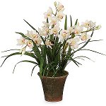 Orchid Cymbidium: zorg en inhoud