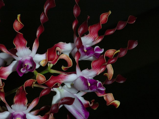 Orchid Dendrobium