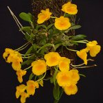 Orchid Dendrobium Orchid Dendrobium