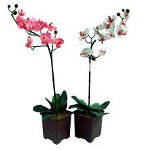 De orchidee bloeit niet: wat te doen?