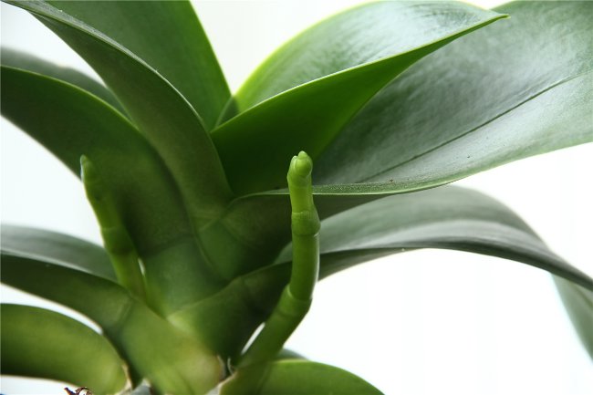 De orchidee bloeit niet: wat te doen?