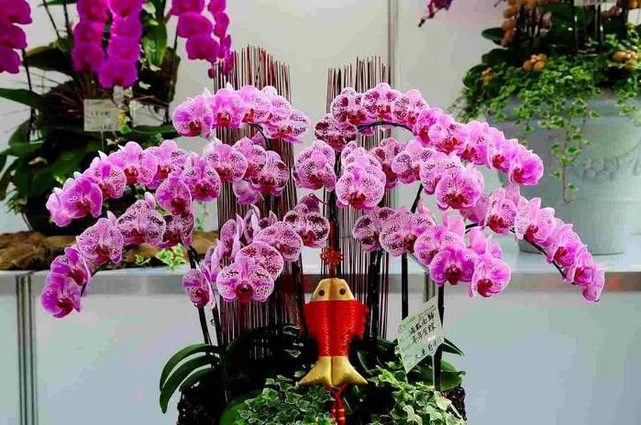 orchideebloem
