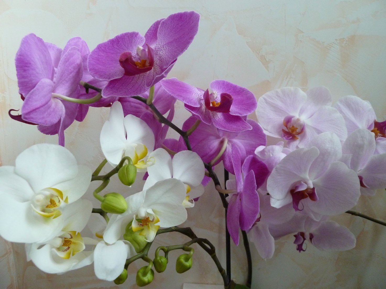 veelkleurige orchidee