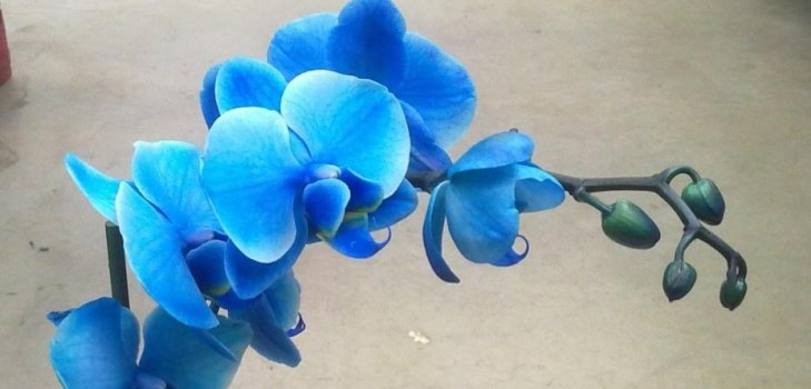 prachtige orchidee