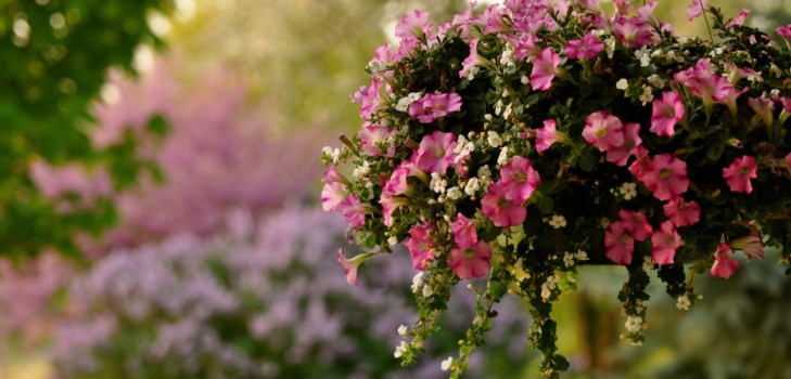 Petunia planten en voor haar zorgen