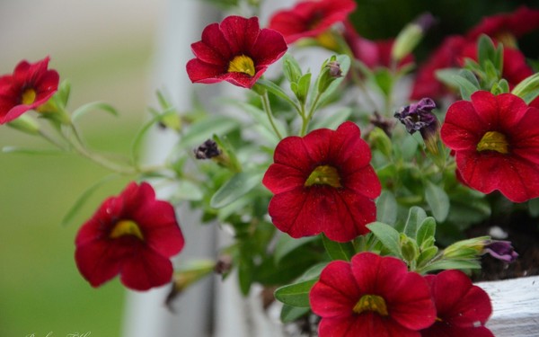 Petunia planten en voor haar zorgen