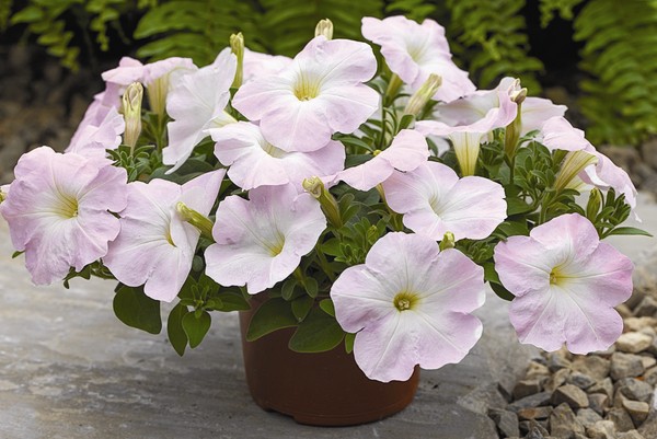 Petunia planten en voor haar zorgen