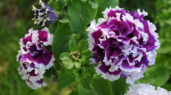 Petunia planten en voor haar zorgen