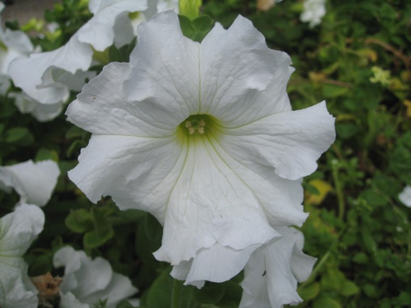 Petunia planten en voor haar zorgen
