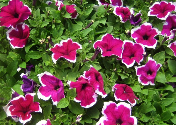 Petunia planten en voor haar zorgen