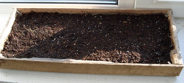 Petunia planten en voor haar zorgen