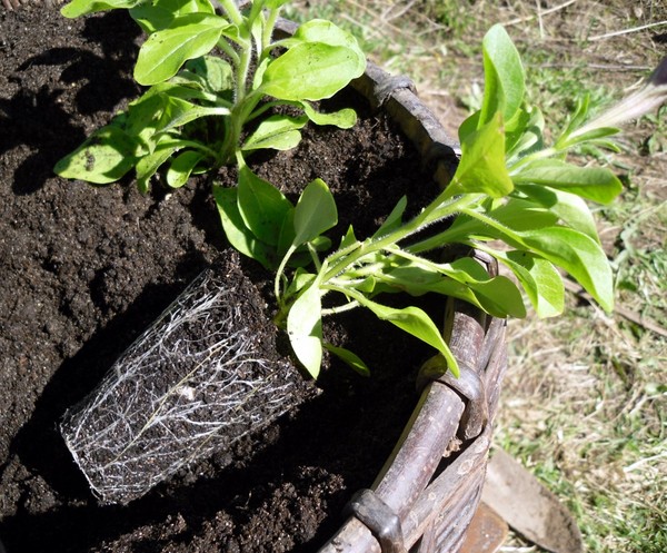 Petunia planten en voor haar zorgen