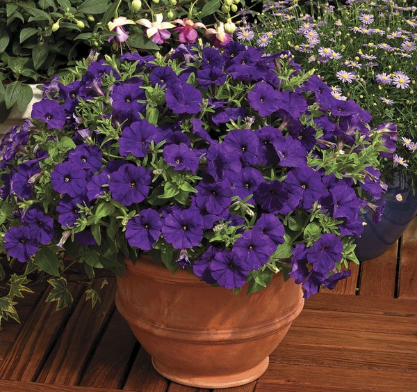 Petunia planten en voor haar zorgen