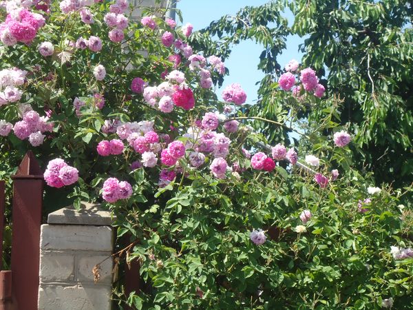 Het planten en verzorgen van de klimroos