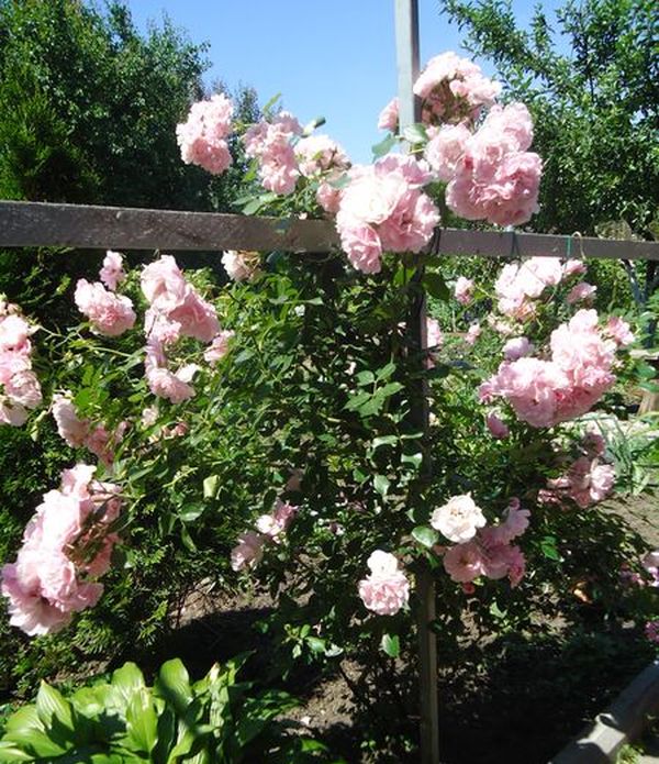 Het planten en verzorgen van de klimroos