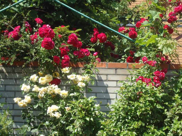 Het planten en verzorgen van de klimroos