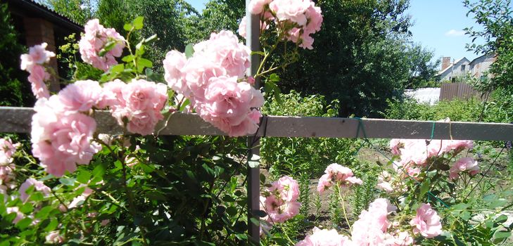 Het planten en verzorgen van de klimroos