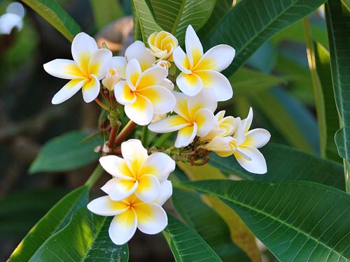 Reproductie van plumeria