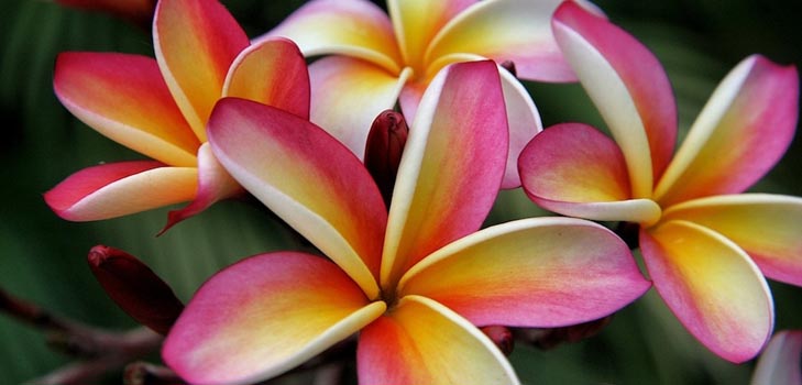 Plumeria: foto en verzorging thuis