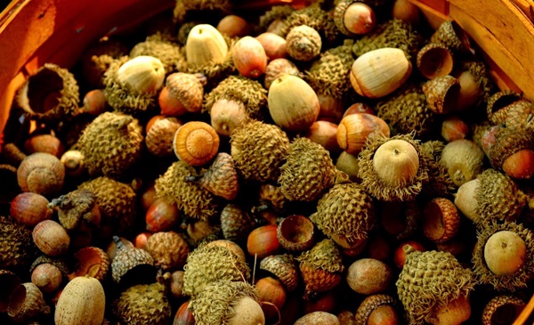 Ambachten van kastanjes op het thema van de herfst