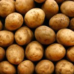Voorbereiding van aardappelen voor aanplant Voorbereiding van aardappelen voor aanplant
