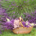 Nuttige planten in de tuin