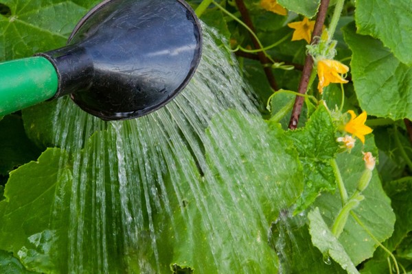 Gimmicks-tuinier: de regels voor het bewateren van komkommers in de volle grond en de kas Gimmicks-tuinier: de regels voor het bewateren van komkommers in de volle grond en de kas
