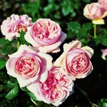 Rozen rozen