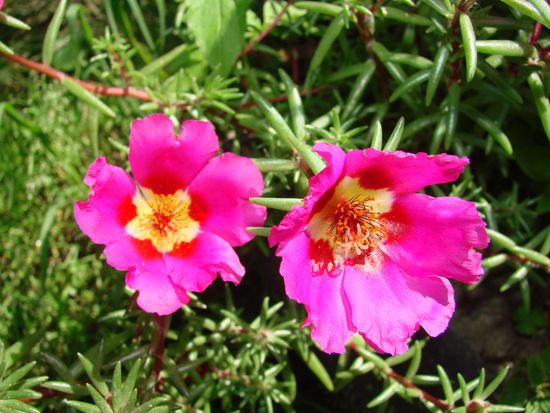 Portulak - de regels voor het planten en verzorgen van de plant. Portulac, buiten groeien en thuis