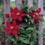Clematis planten