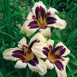 Daglelies planten