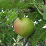 Een appelboom planten