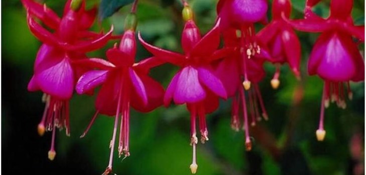 bloemen fuchsia