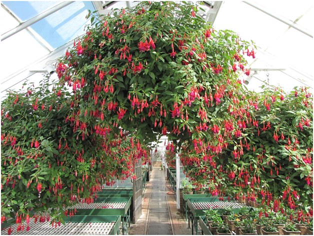 fuchsia in de kas