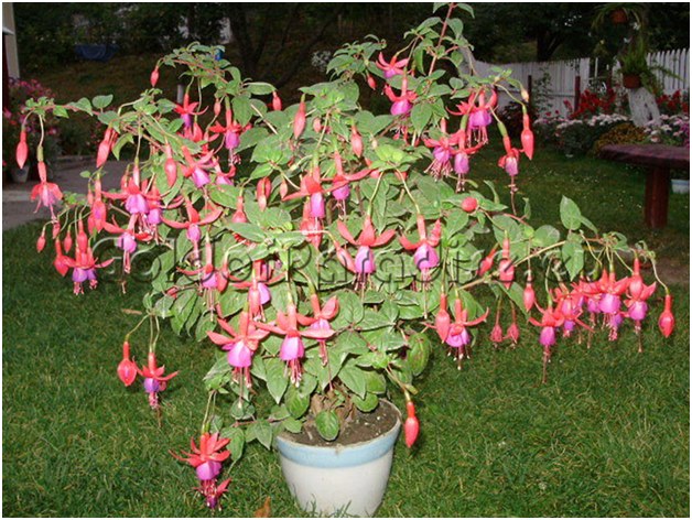 fuchsia in een badkuip
