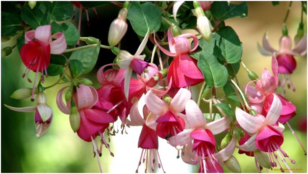 Juiste zorg voor fuchsia